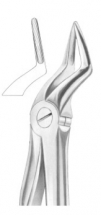  Fig. 51A upper roots 